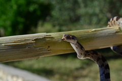 Telescopus fallax fallax