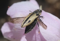 Acmaeodera latiflava