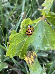 Harmonia axyridis