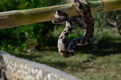 Telescopus fallax fallax