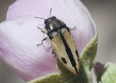 Acmaeodera latiflava