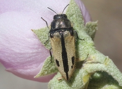 Acmaeodera latiflava