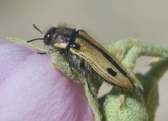 Acmaeodera latiflava