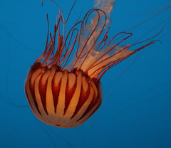 Chrysaora pacifica