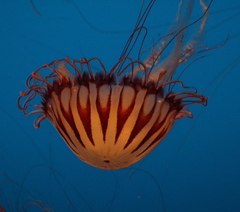 Chrysaora pacifica