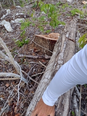 Thouinia paucidentata