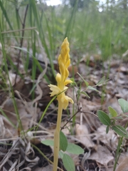 Corallorhiza striata vreelandii