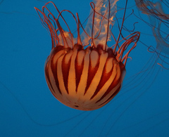 Chrysaora pacifica