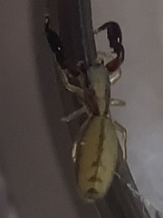 Cheliferoides longimanus