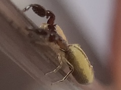 Cheliferoides longimanus