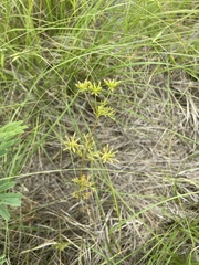 Trepocarpus aethusae