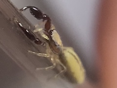 Cheliferoides longimanus