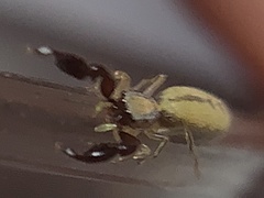 Cheliferoides longimanus