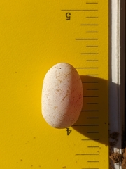 Plestiodon gilberti gilberti