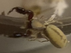 Cheliferoides longimanus