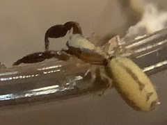 Cheliferoides longimanus