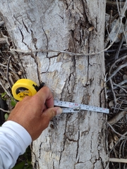 Thouinia paucidentata