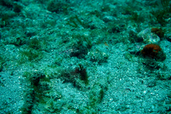 Chaenopsis alepidota