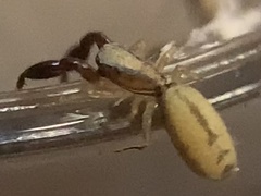 Cheliferoides longimanus