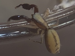 Cheliferoides longimanus