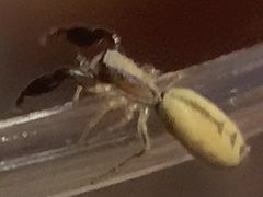 Cheliferoides longimanus