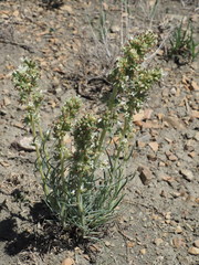 Ipomopsis spicata spicata