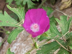 Callirhoe involucrata