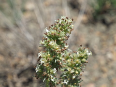 Ipomopsis spicata spicata