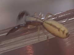 Cheliferoides longimanus