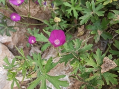 Callirhoe involucrata
