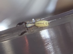 Cheliferoides longimanus