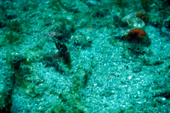 Chaenopsis alepidota