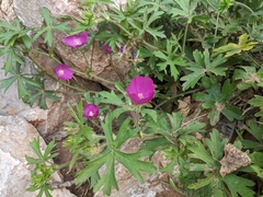 Callirhoe involucrata