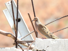 Zenaida macroura clarionensis