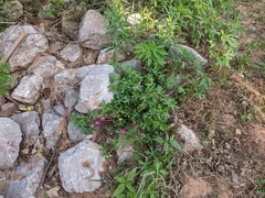 Callirhoe involucrata