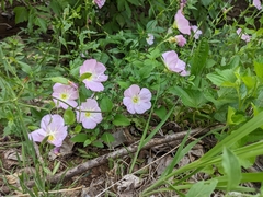 Oenothera speciosa