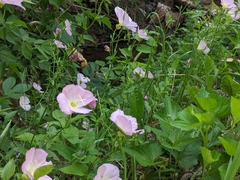 Oenothera speciosa