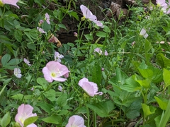 Oenothera speciosa