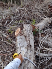 Thouinia paucidentata