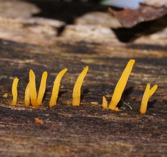 Calocera sinensis