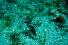 Chaenopsis alepidota