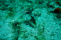 Chaenopsis alepidota