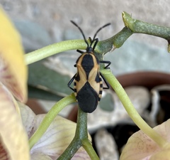 Sephina vinula