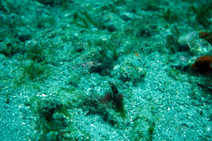 Chaenopsis alepidota