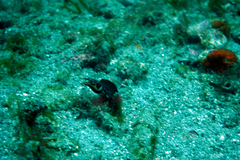 Chaenopsis alepidota