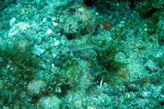 Chaenopsis alepidota