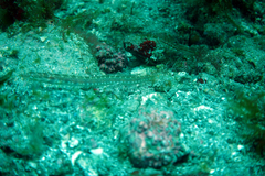 Chaenopsis alepidota