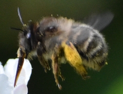 Anthophora villosula