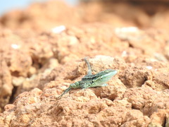 Urosaurus clarionensis