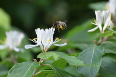 Anthophora villosula